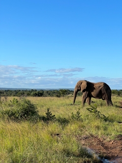 Elephant. Phinda, South Africa